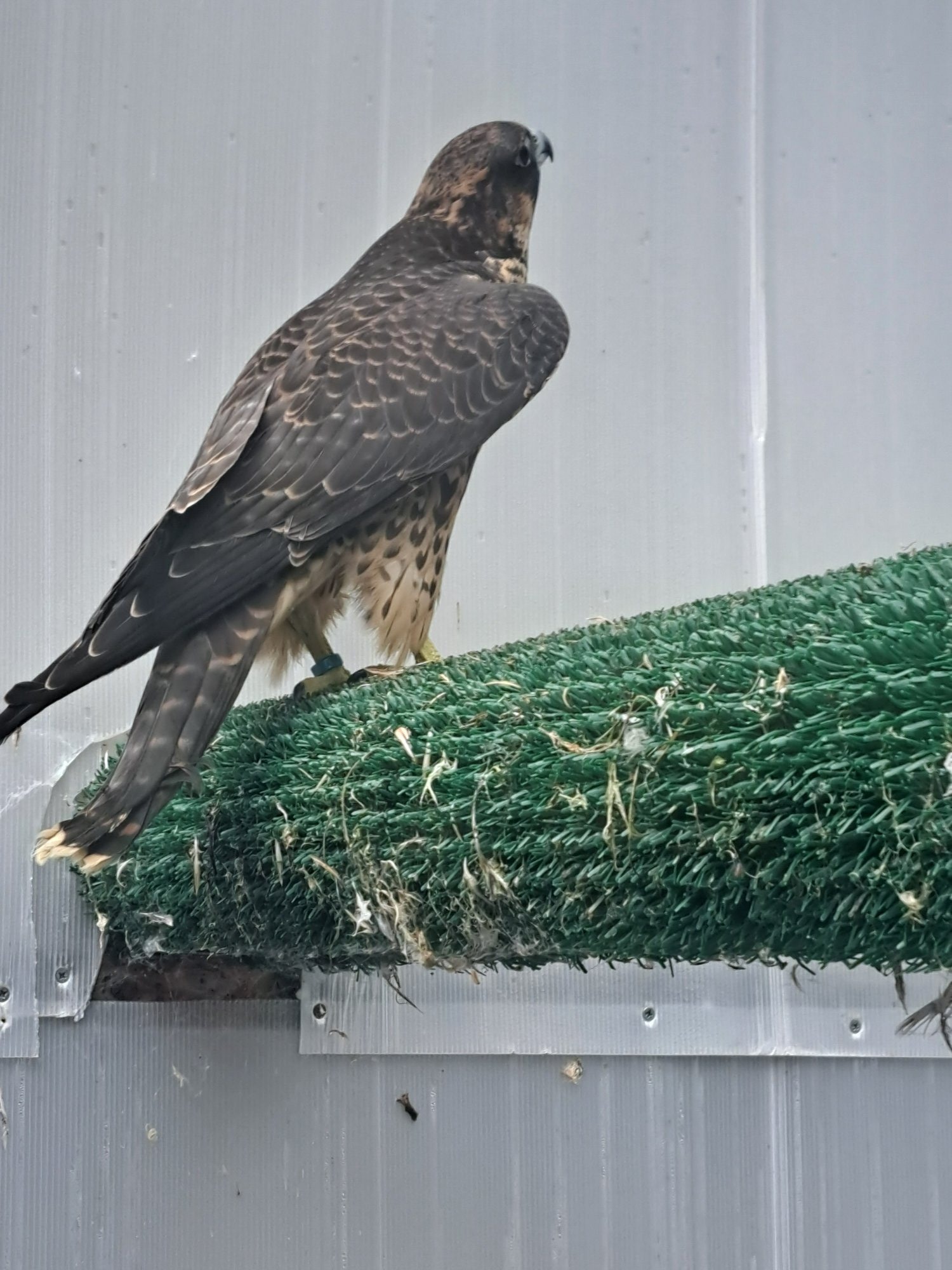 2026 Male/Female Peregrine Falcons (PR) - {CATEGORY}