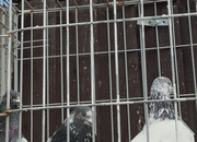 Pakistani HIGHFLYERs Pigeons Males Females 