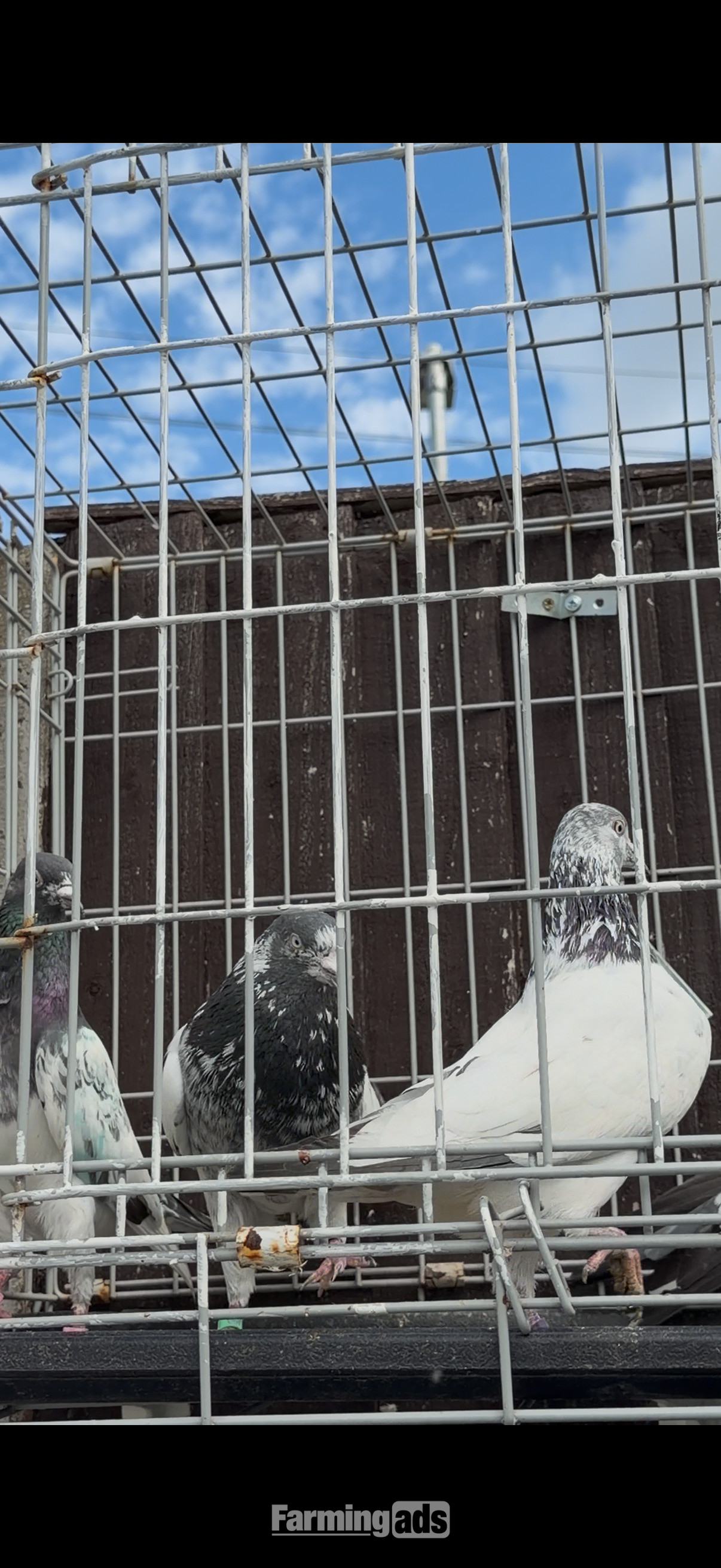 Pakistani HIGHFLYERs Pigeons Males Females 