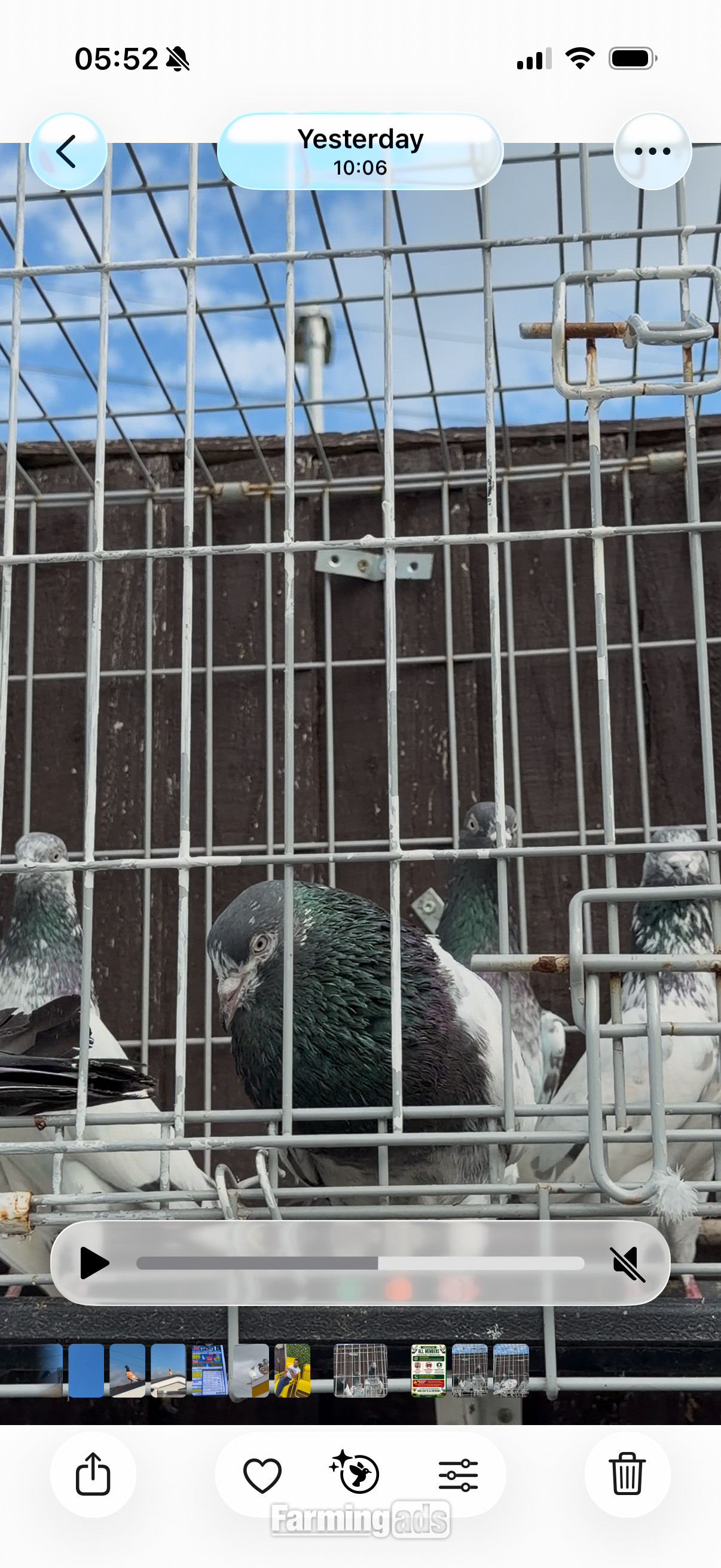 Pakistani HIGHFLYERs Pigeons Males Females 
