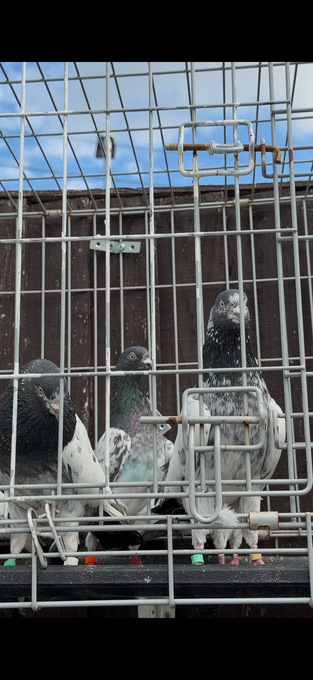 Pakistani HIGHFLYERs Pigeons Males Females 