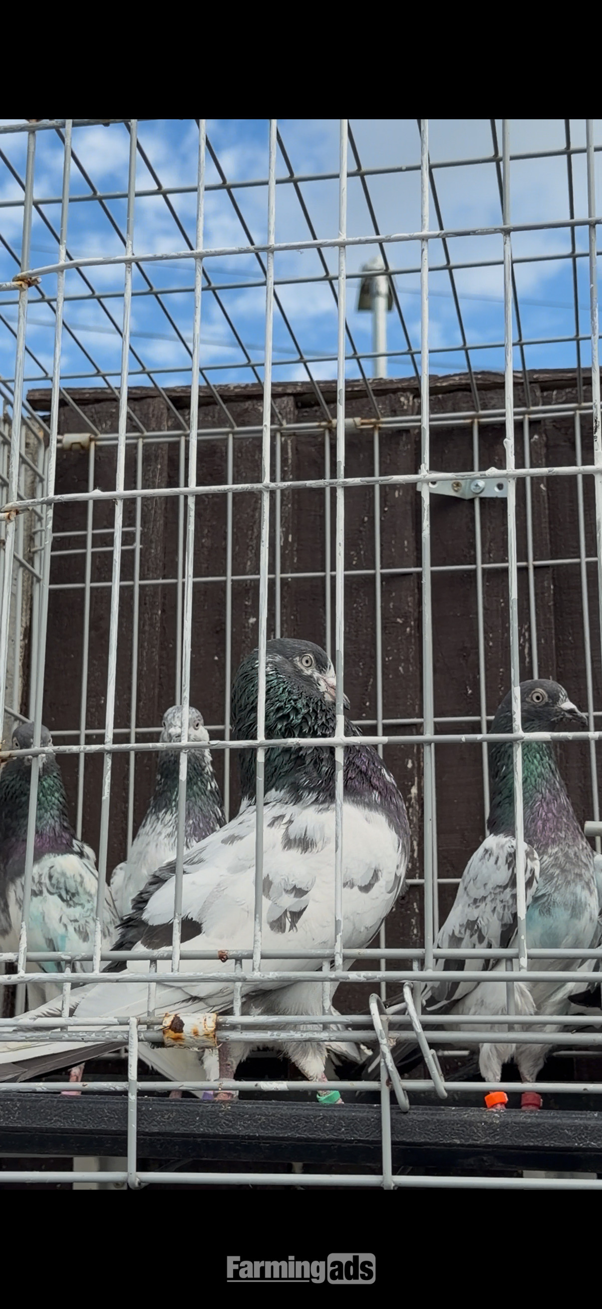  Pakistani HIGHFLYERs Pigeons Males Females 
