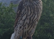 Male imprint goshawk
