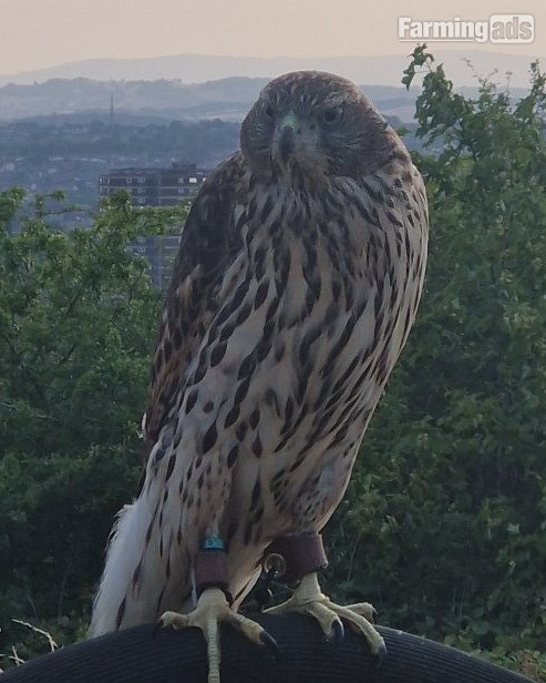 Male imprint goshawk