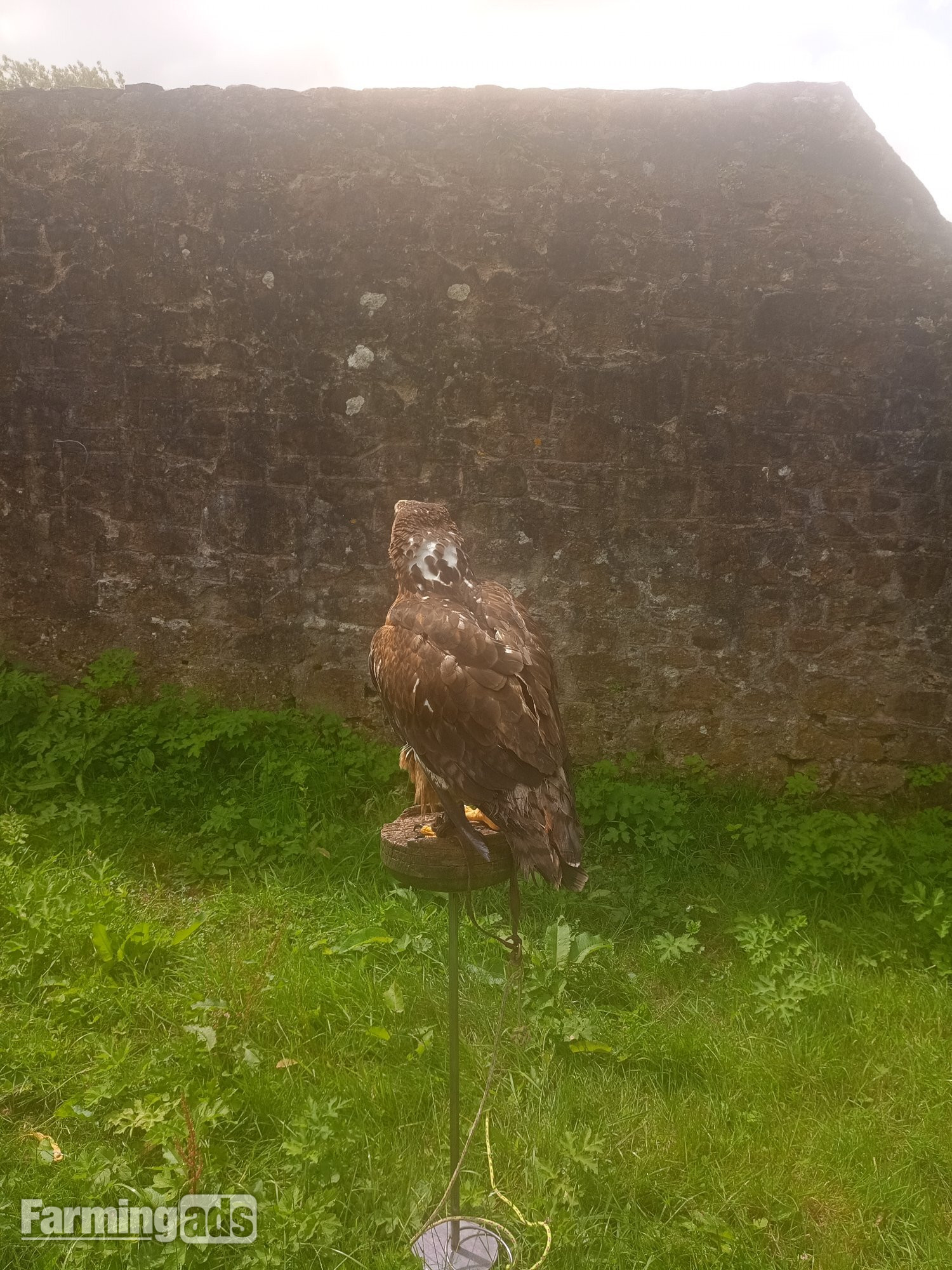 Golden Eagle X Ferruginous hybrid. Female 7 yrs old parent  reared.Contacreared.