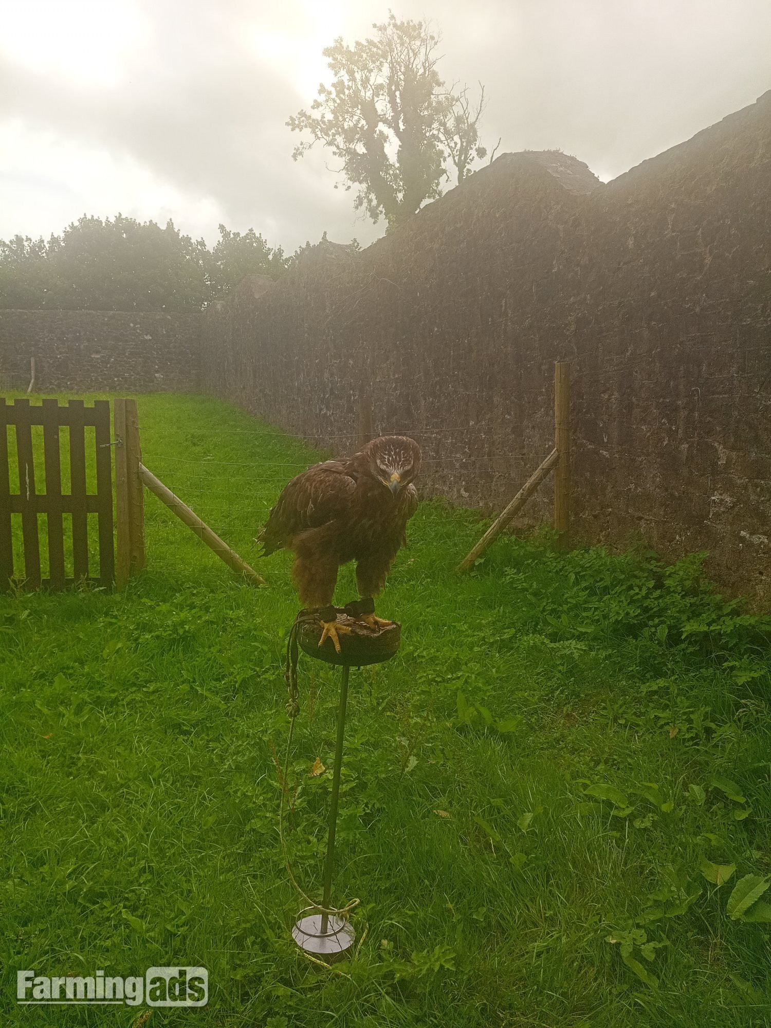 Golden Eagle X Ferruginous hybrid. Female 7 yrs old parent  reared.Contacreared.