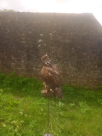 Golden Eagle X Ferruginous hybrid. Female 7 yrs old parent  reared.Contacreared.