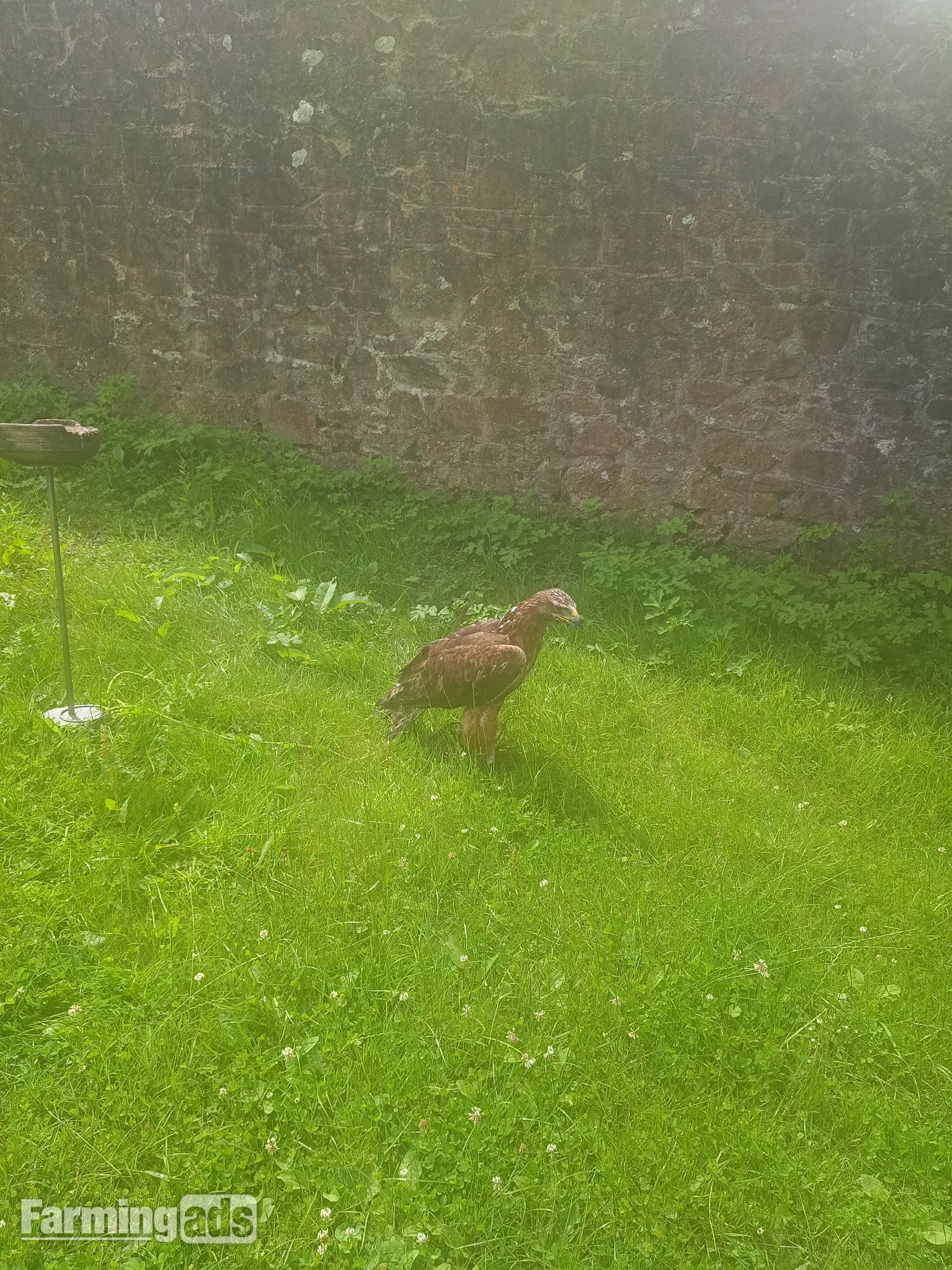  Golden Eagle X Ferruginous hybrid. Female 7 yrs old parent  reared.Contacreared.