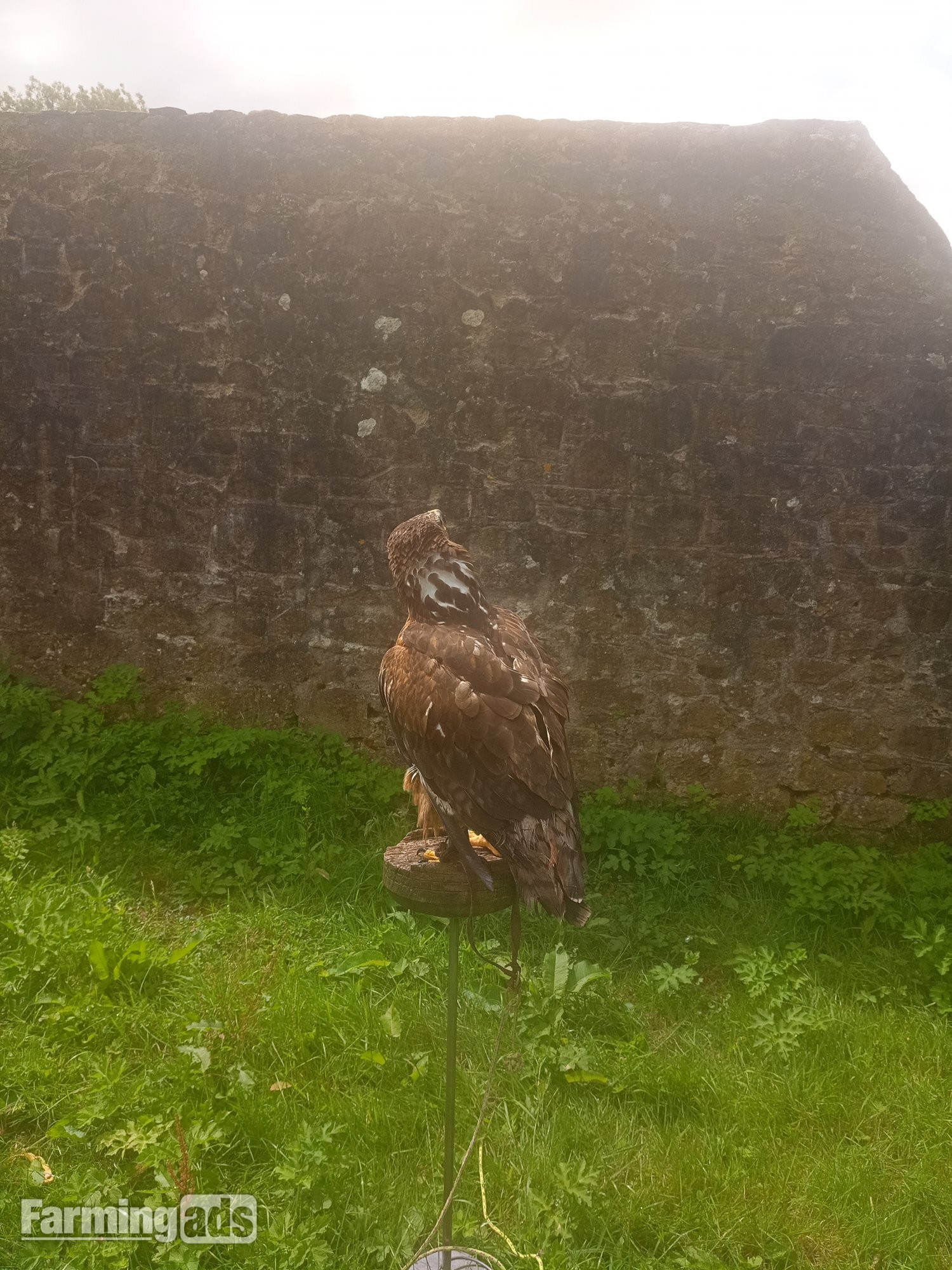 Golden Eagle X Ferruginous hybrid. Female 7 yrs old parent  reared.Contacreared. - {CATEGORY}