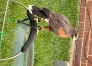 Male harris £400