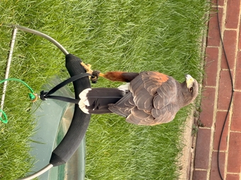 Male harris £400