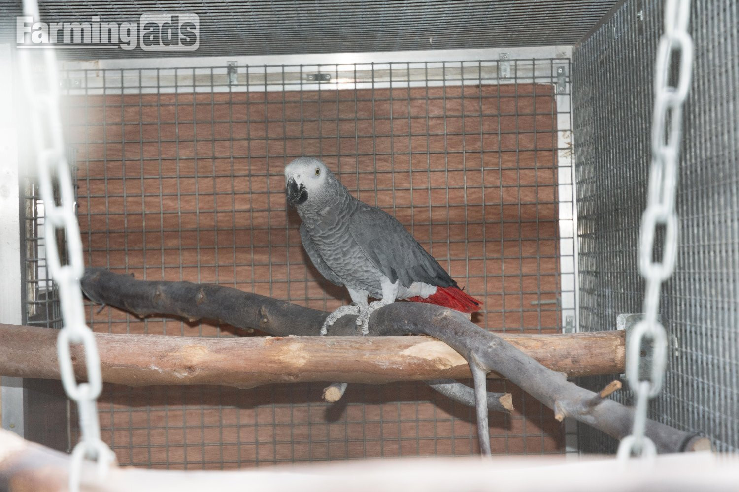 WANTED AFRICAN GREY ADULT FEMALE AS COMPANY FOR MY MALE NOT. TAME. ? 