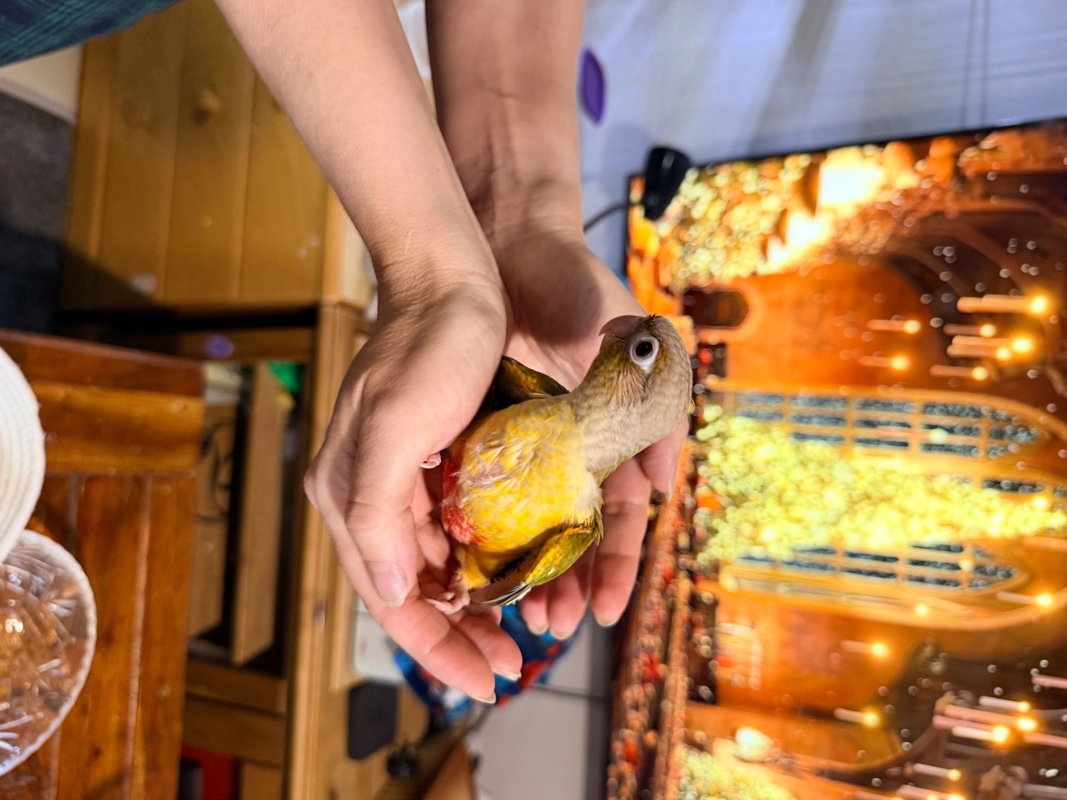 Beautiful Hand tamed Pineapple Conure Babies ready mid to end October