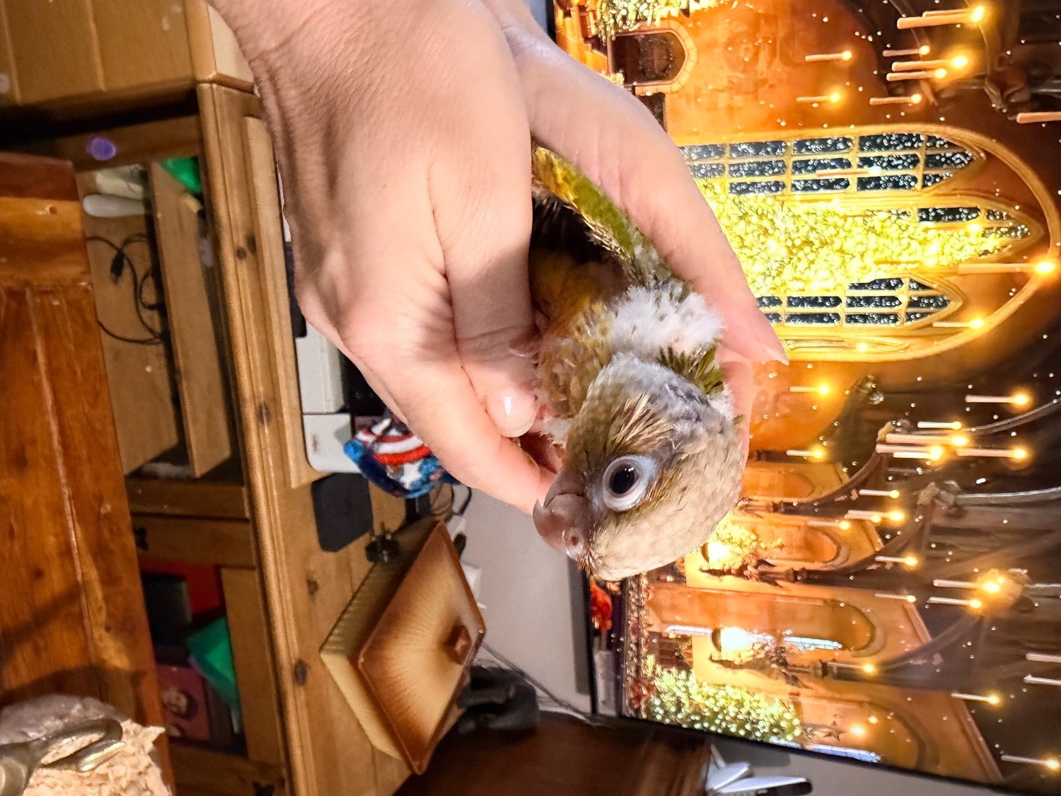  Beautiful Hand tamed Pineapple Conure Babies ready mid to end October