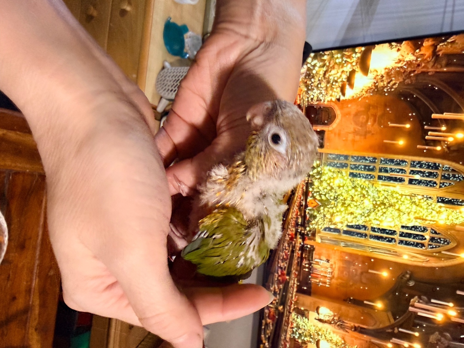 Beautiful Hand tamed Pineapple Conure Babies ready mid to end October - {CATEGORY}