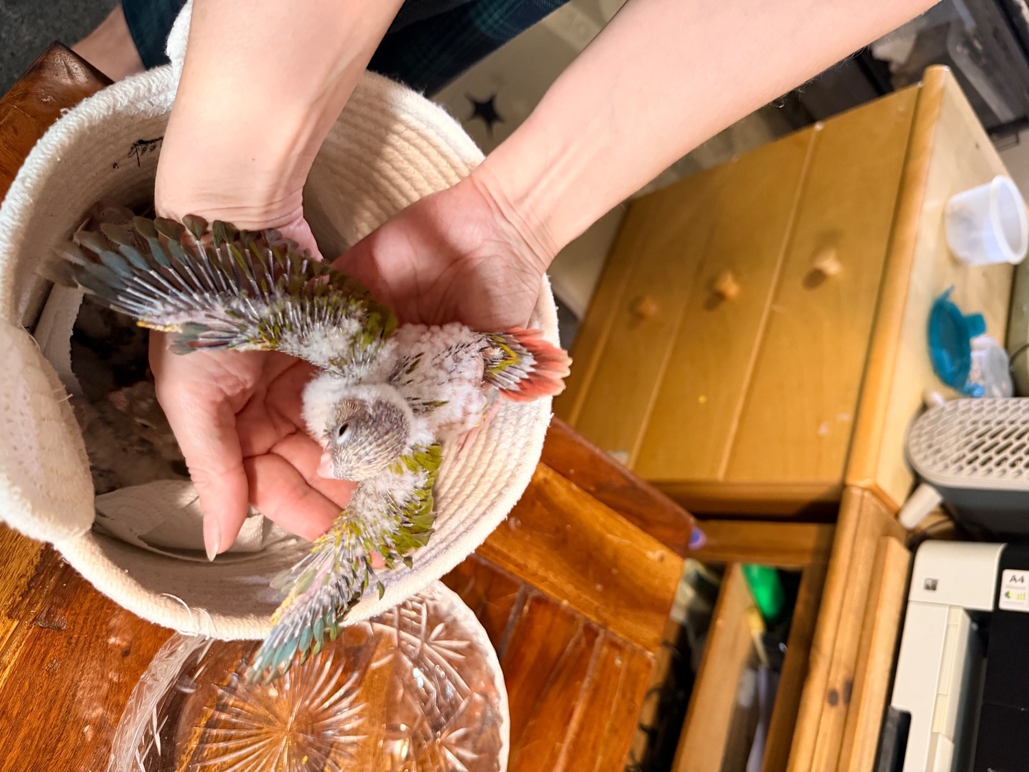 Beautiful Hand tamed Pineapple Conure Babies ready mid to end October - {CATEGORY}