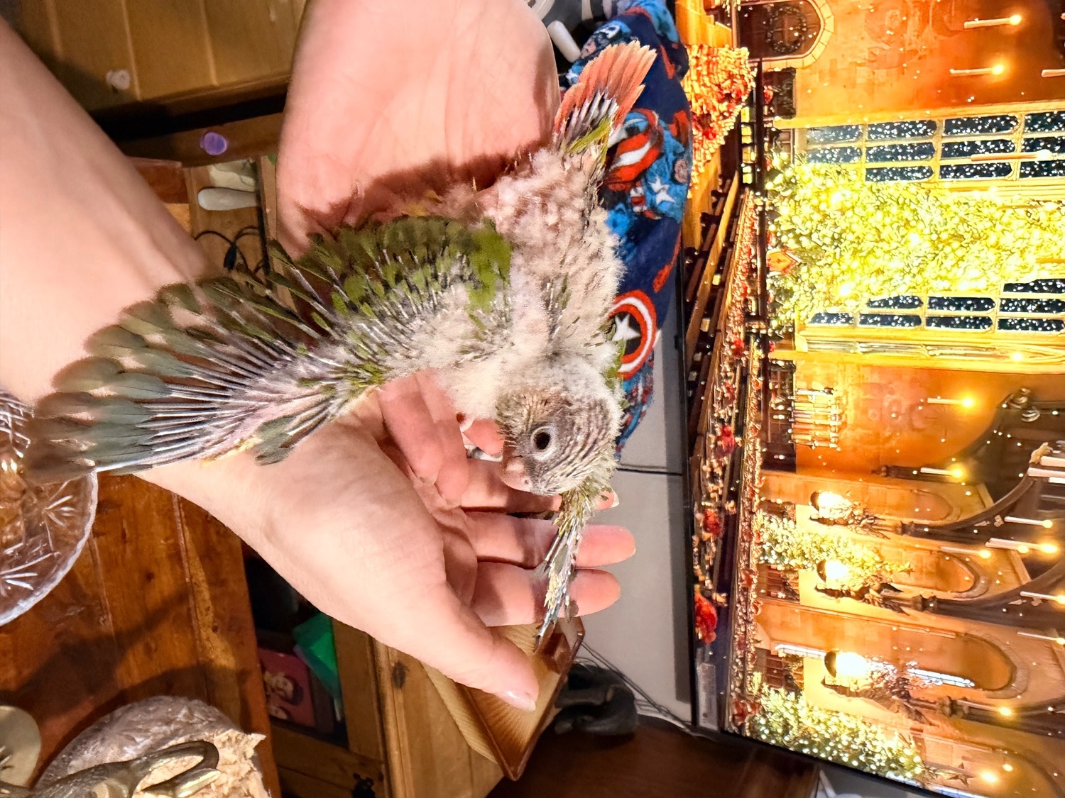 Beautiful Hand tamed Pineapple Conure Babies ready mid to end October 