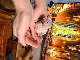 Beautiful Hand tamed Pineapple Conure Babies ready mid to end October