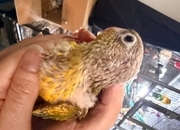 Beautiful Pineapple Green-Cheek Conure Babies – Ready by the End of October! 
