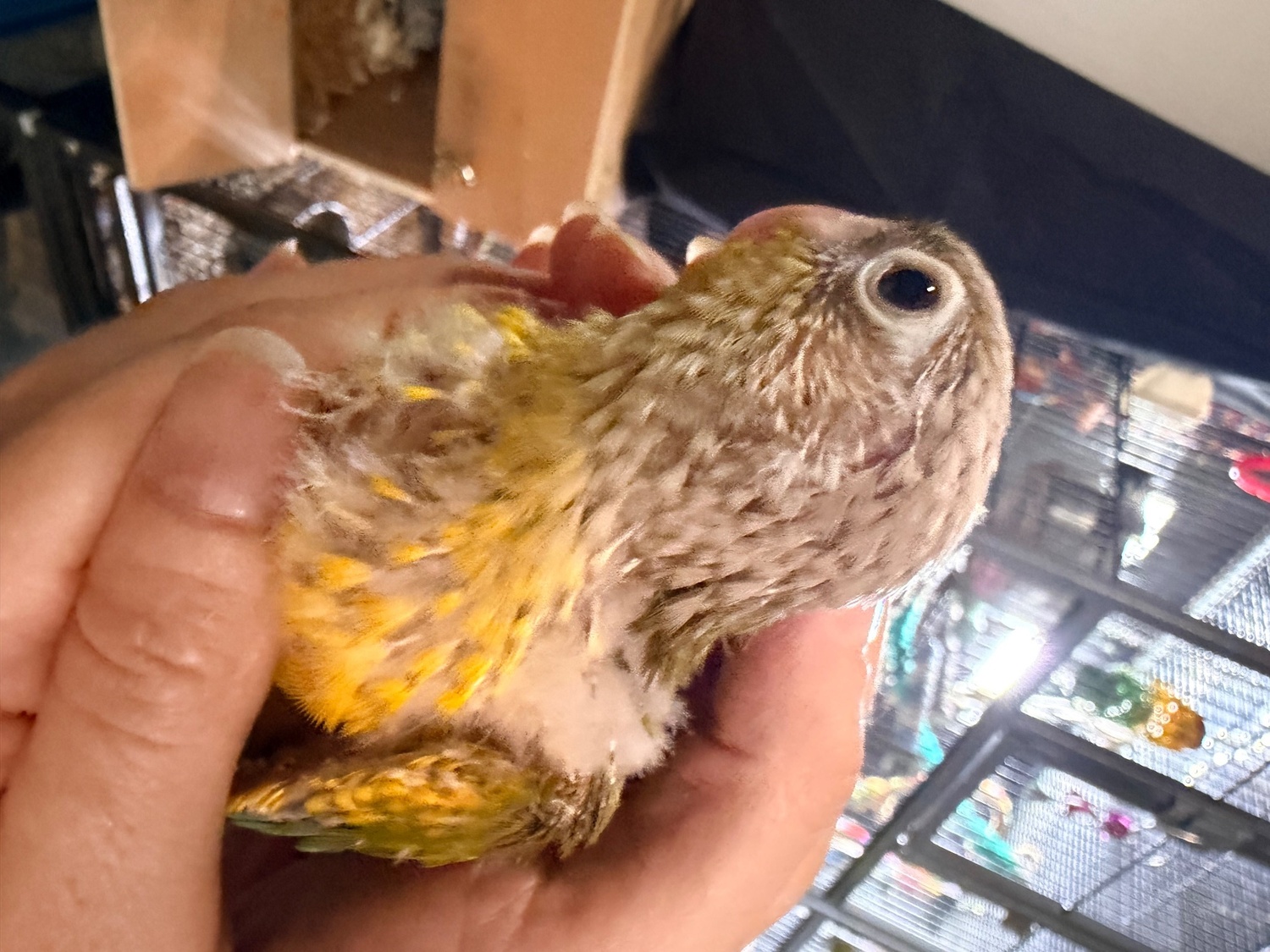 Beautiful Pineapple Green-Cheek Conure Babies – Ready by the End of October! 