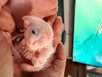 Beautiful Pineapple Green-Cheek Conure Babies – Ready by the End of October! 