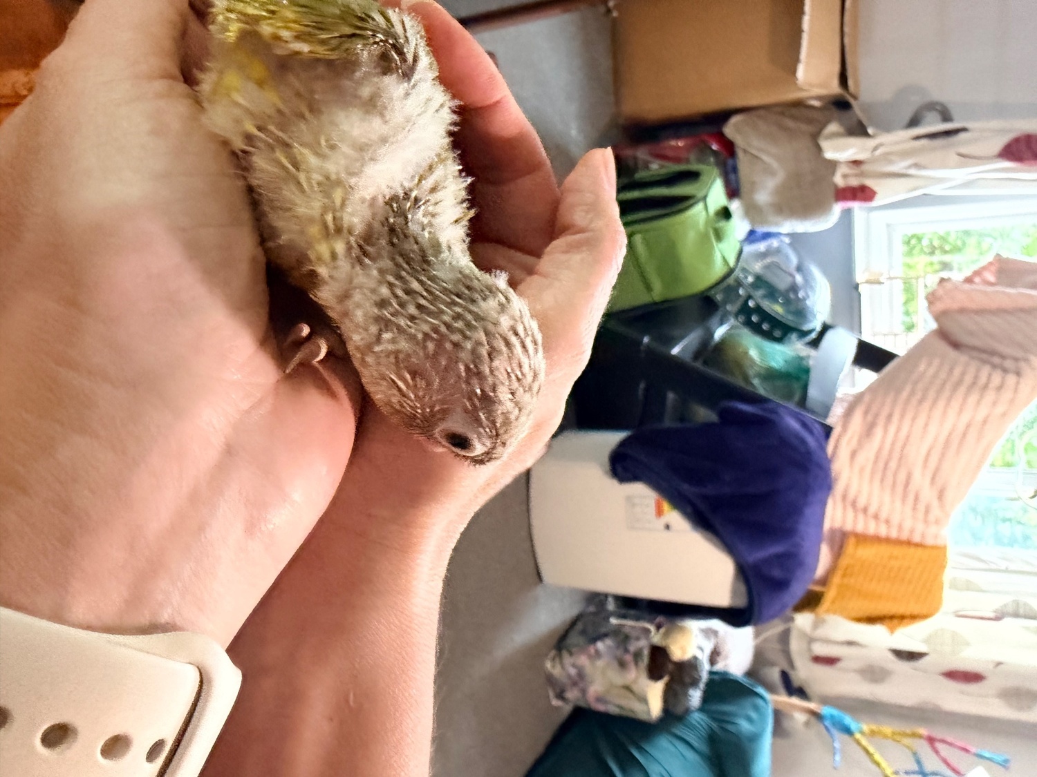 Beautiful Pineapple Green-Cheek Conure Babies – Ready by the End of October! 
