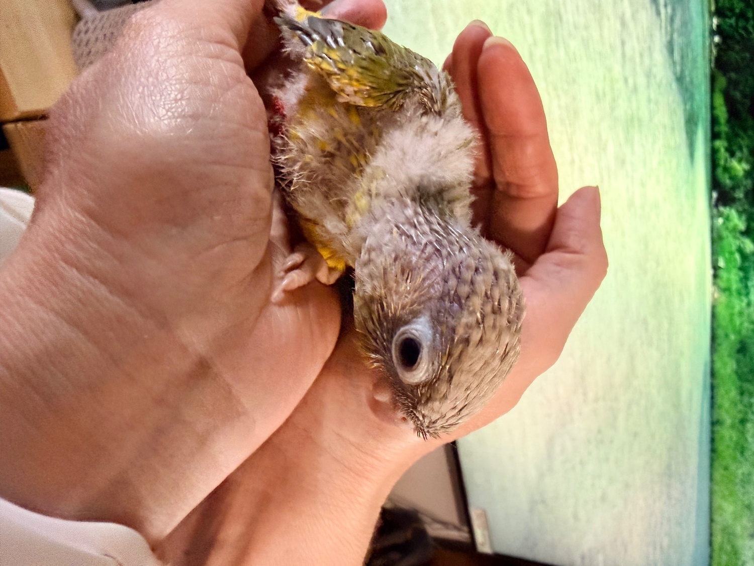 Beautiful Pineapple Green-Cheek Conure Babies – Ready by the End of October!  - {CATEGORY}