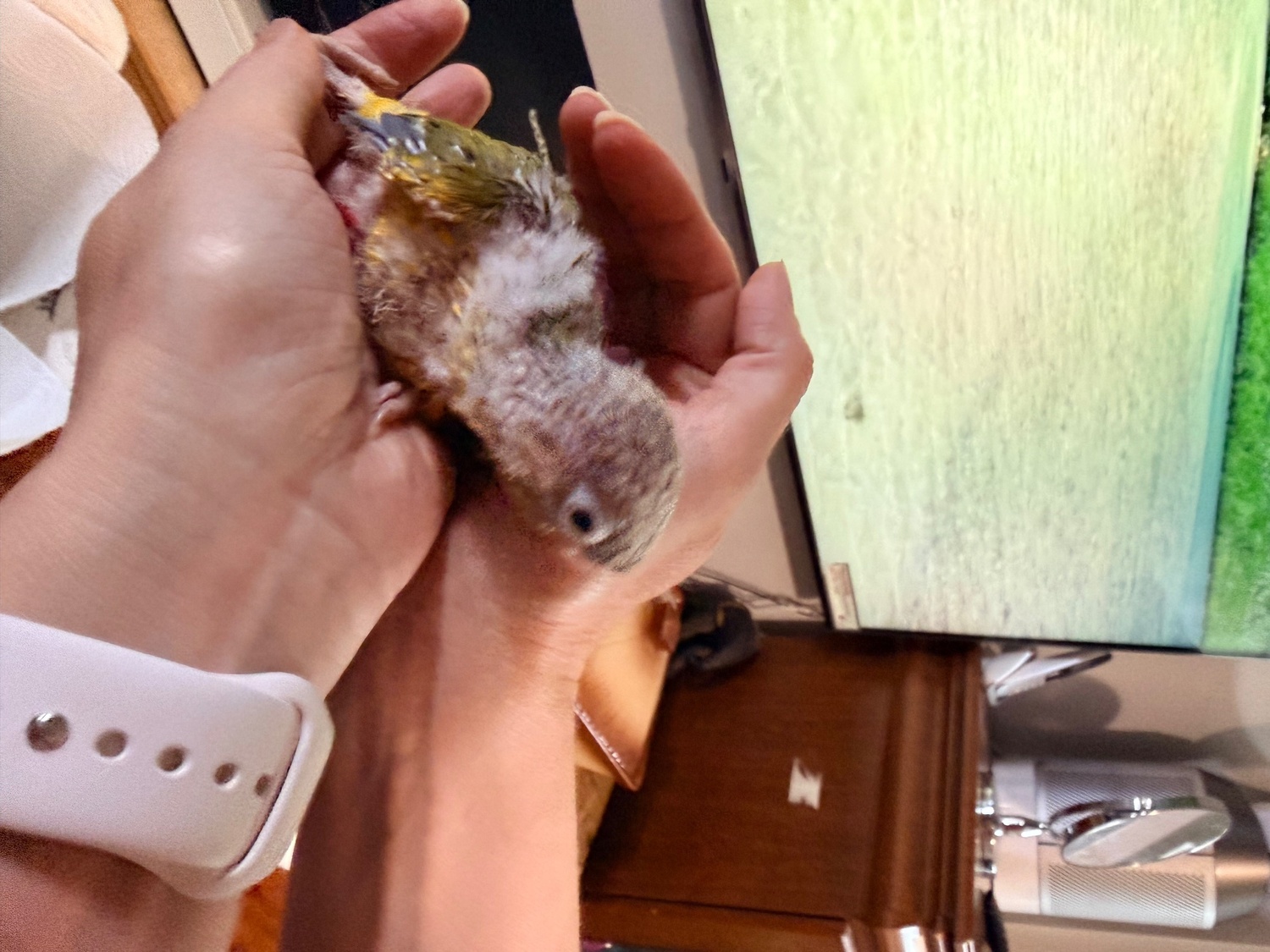 Beautiful Pineapple Green-Cheek Conure Babies – Ready by the End of October!  - {CATEGORY}