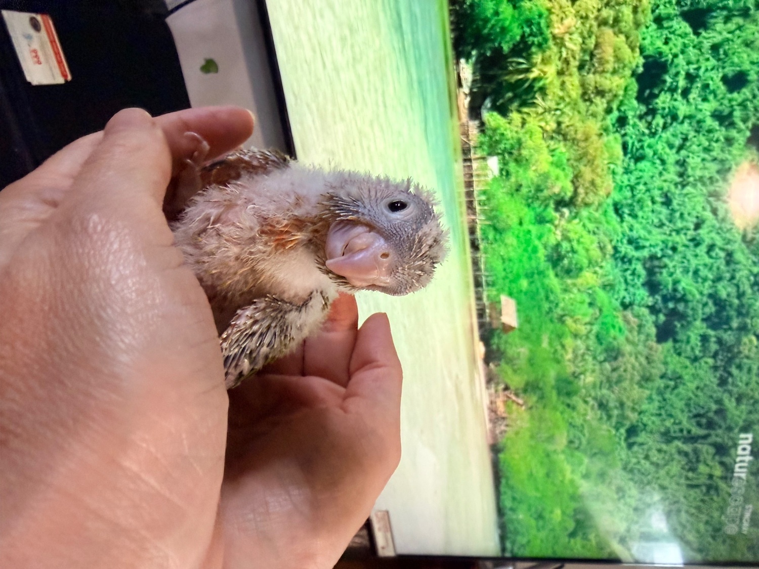 Beautiful Pineapple Green-Cheek Conure Babies – Ready by the End of October!  