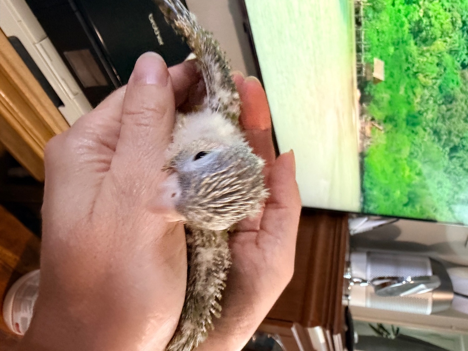 {CATEGORY} - Beautiful Pineapple Green-Cheek Conure Babies – Ready by the End of October! 