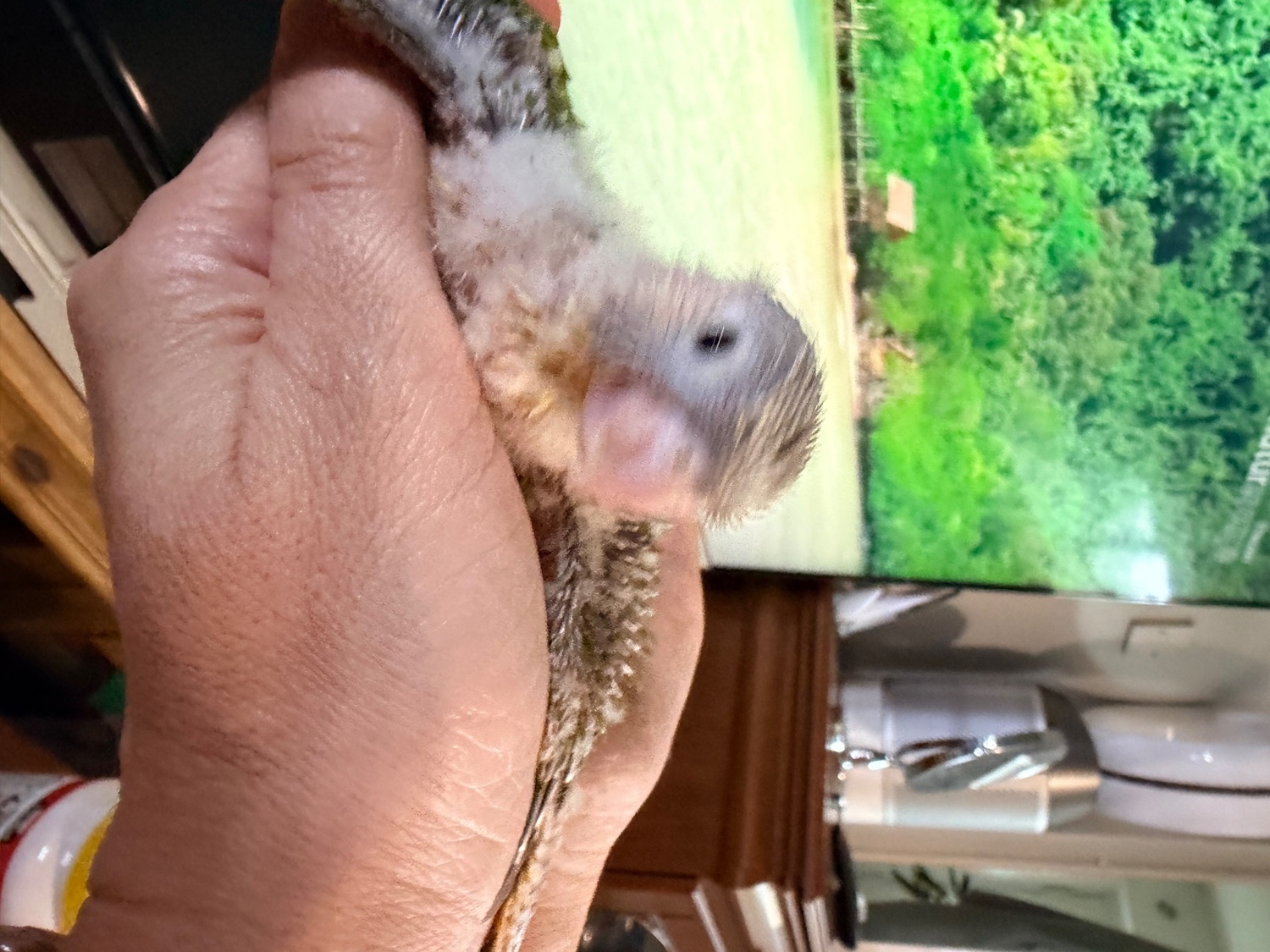 {CATEGORY} - Beautiful Pineapple Green-Cheek Conure Babies – Ready by the End of October! 
