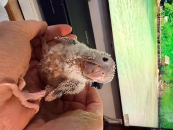 Hand-tamed Pineapple Green Cheek Conure babies – £380 each