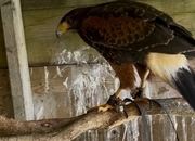 Female Harris hawk 
