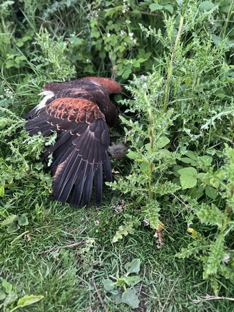 Female Harris hawk 