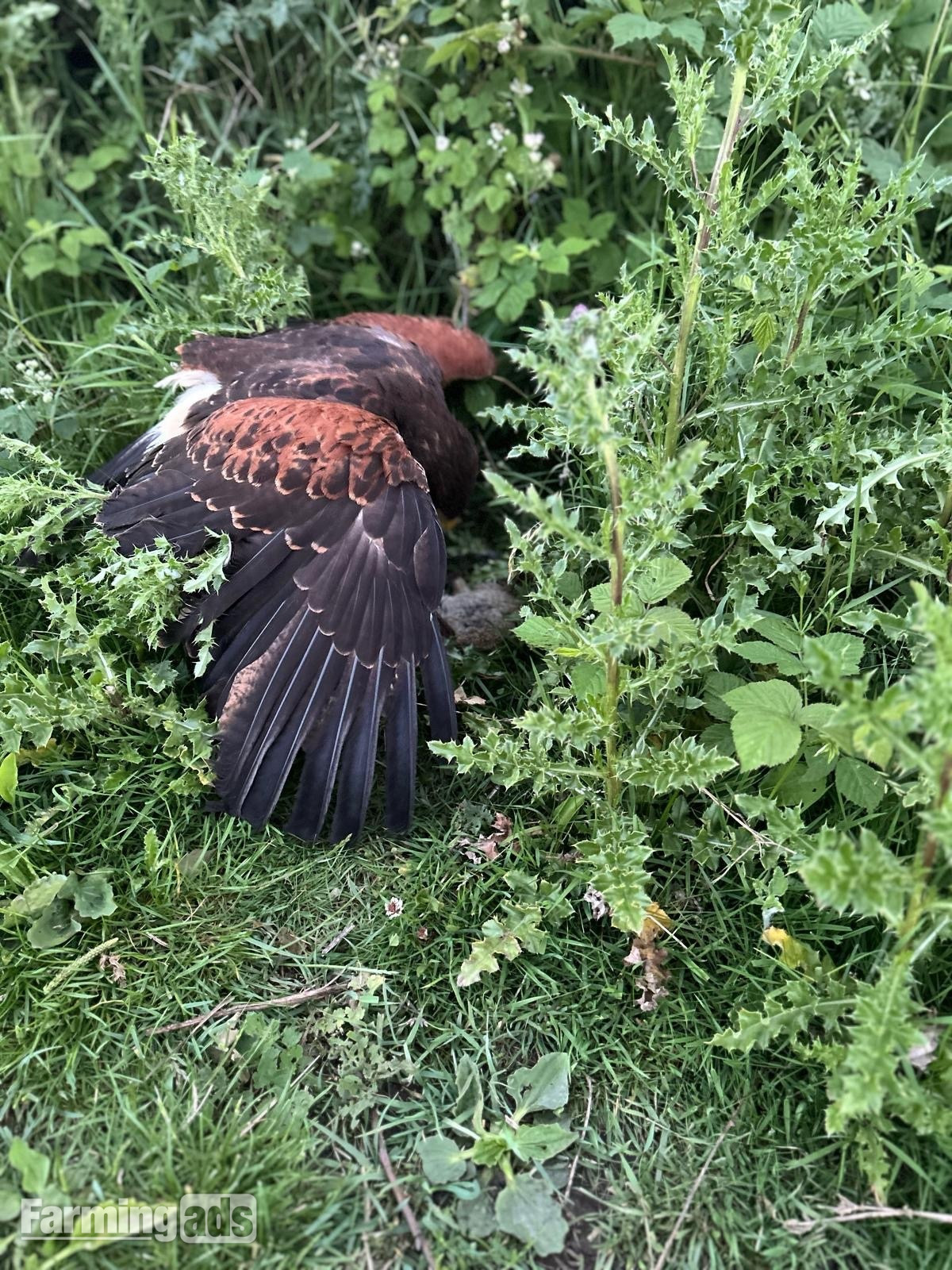  Female Harris hawk 