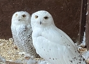 Snowy Owl Pair