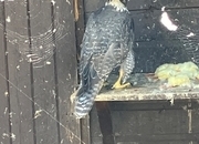 All birds going Gyr/ falcon