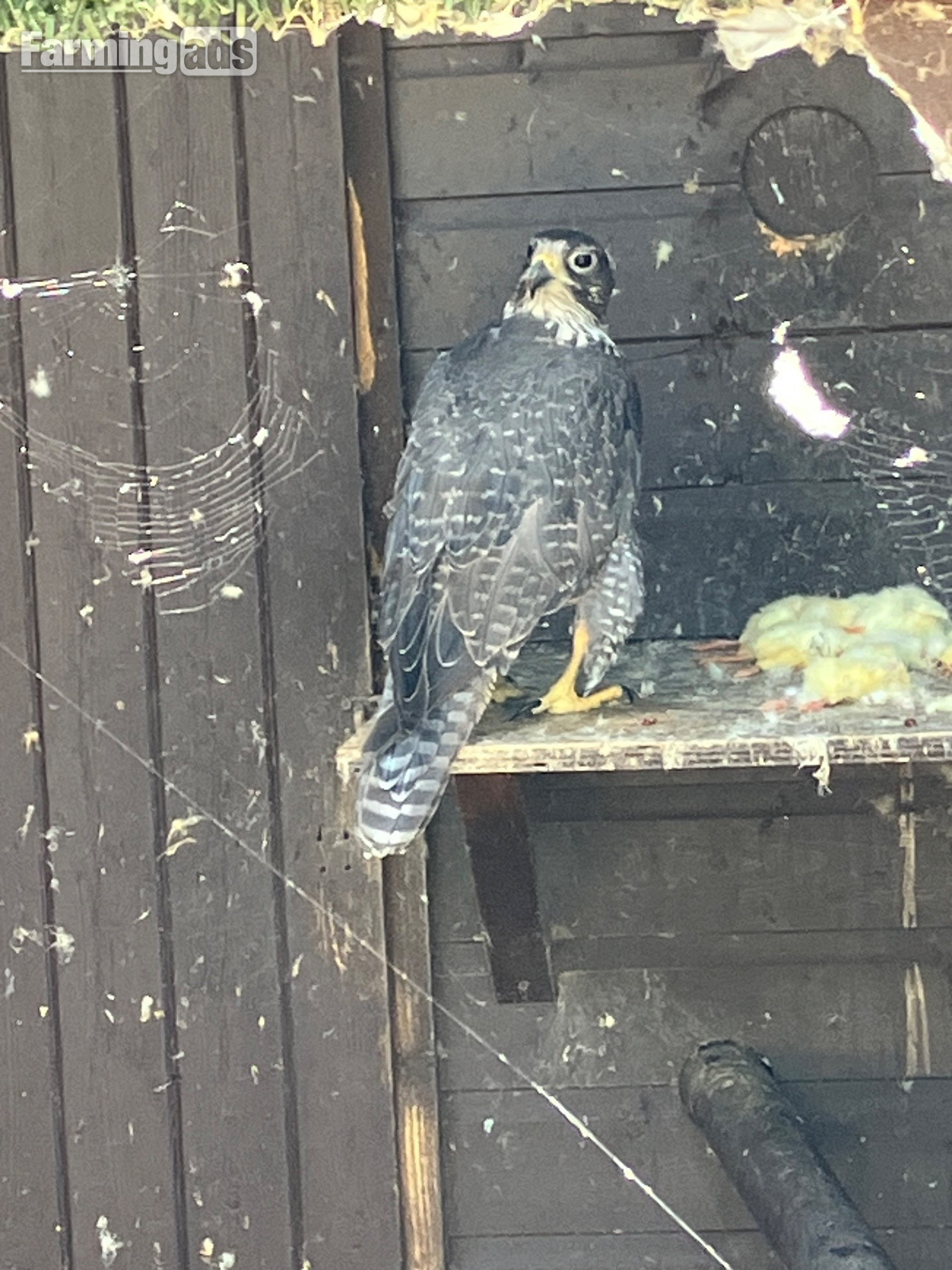 All birds going Gyr/ falcon