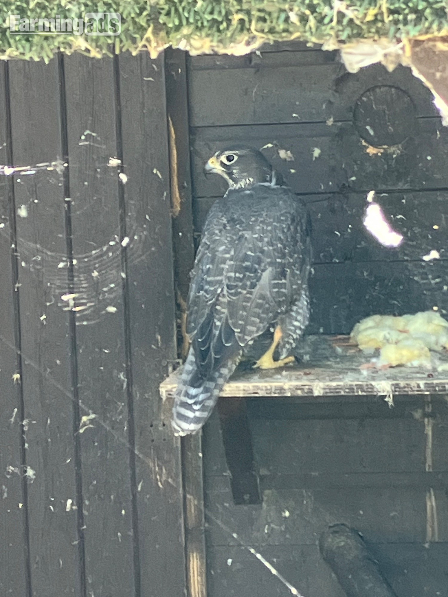 All birds going Gyr/ falcon
