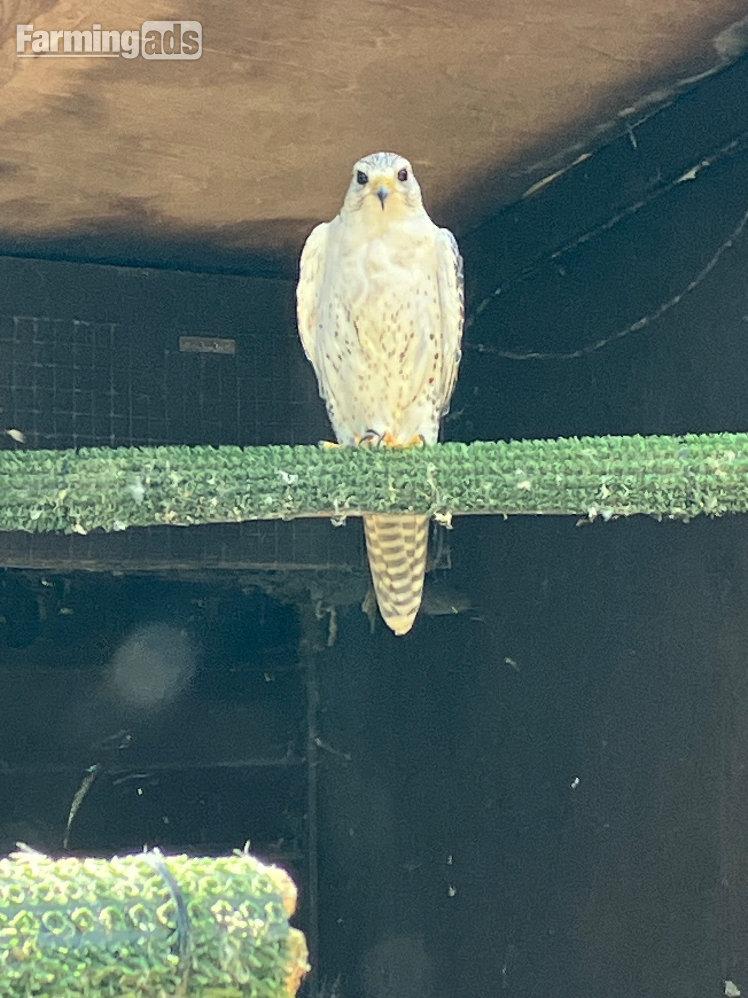  All birds going Gyr/ falcon