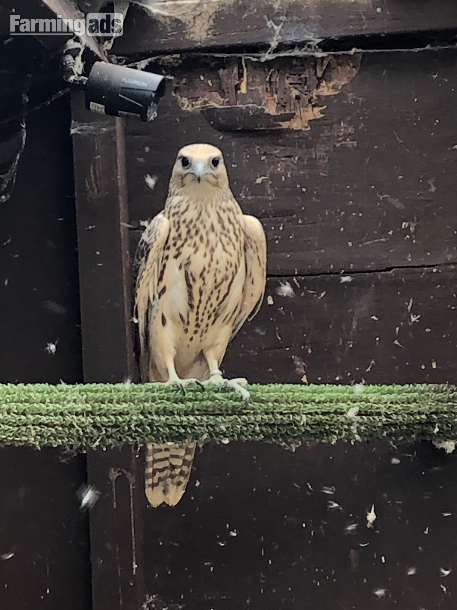 All birds going Gyr/ falcon - {CATEGORY}