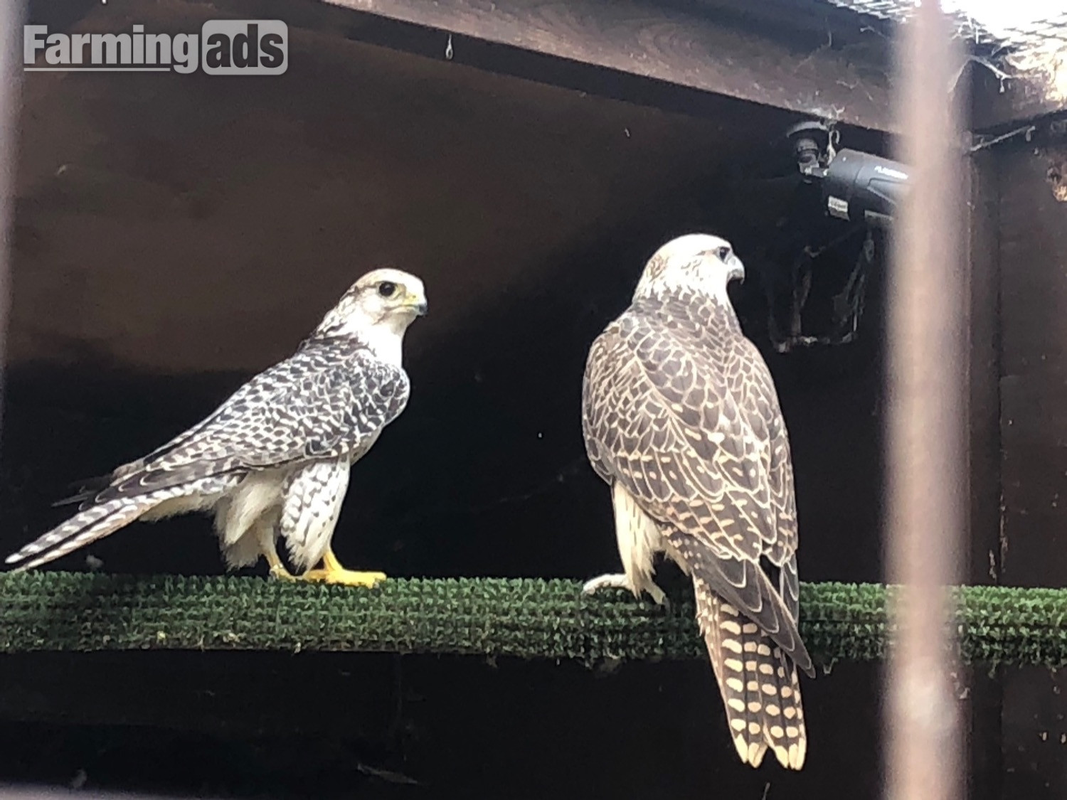 All birds going Gyr/ falcon - {CATEGORY}