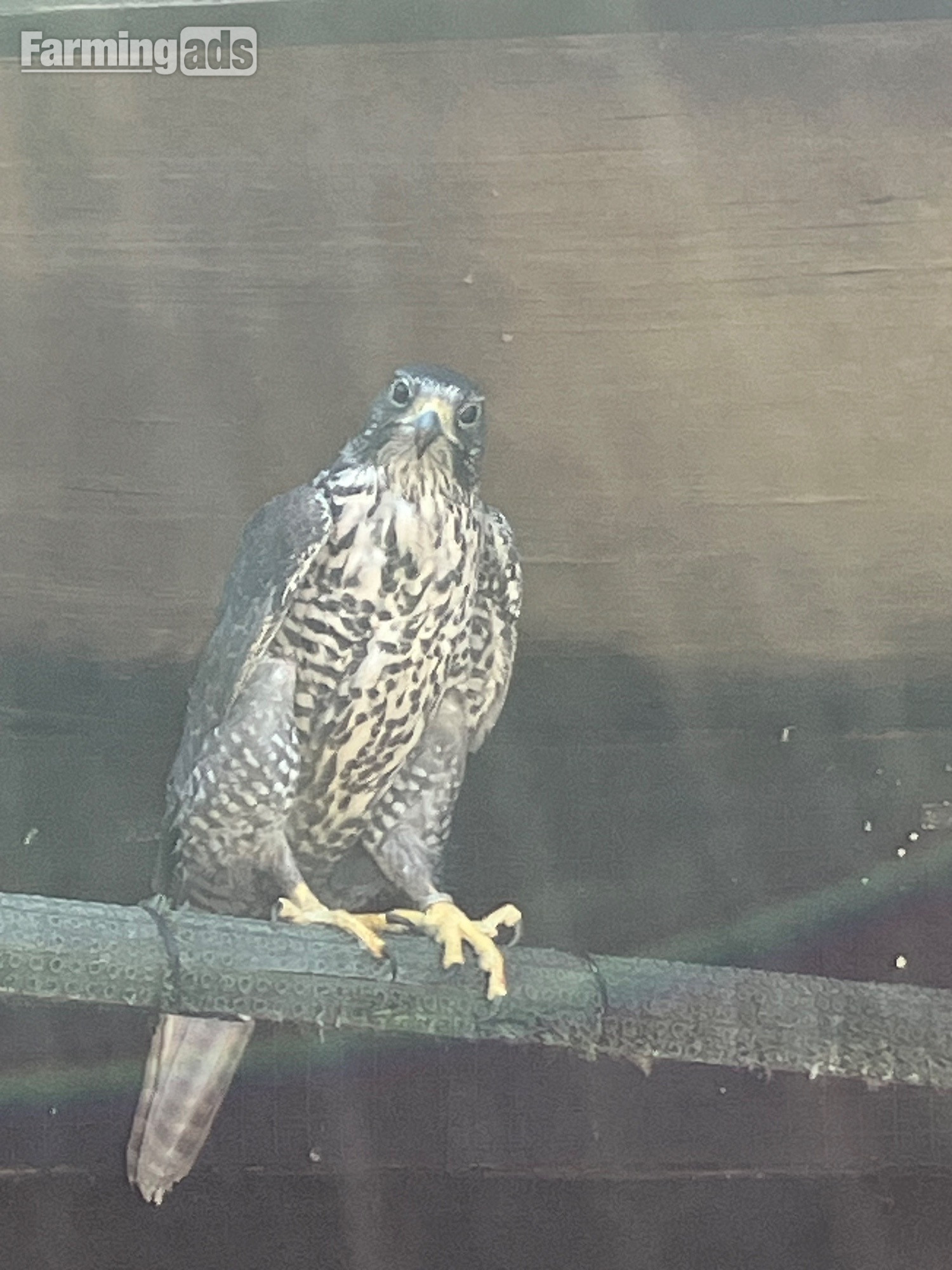 All birds going Gyr/ falcon 