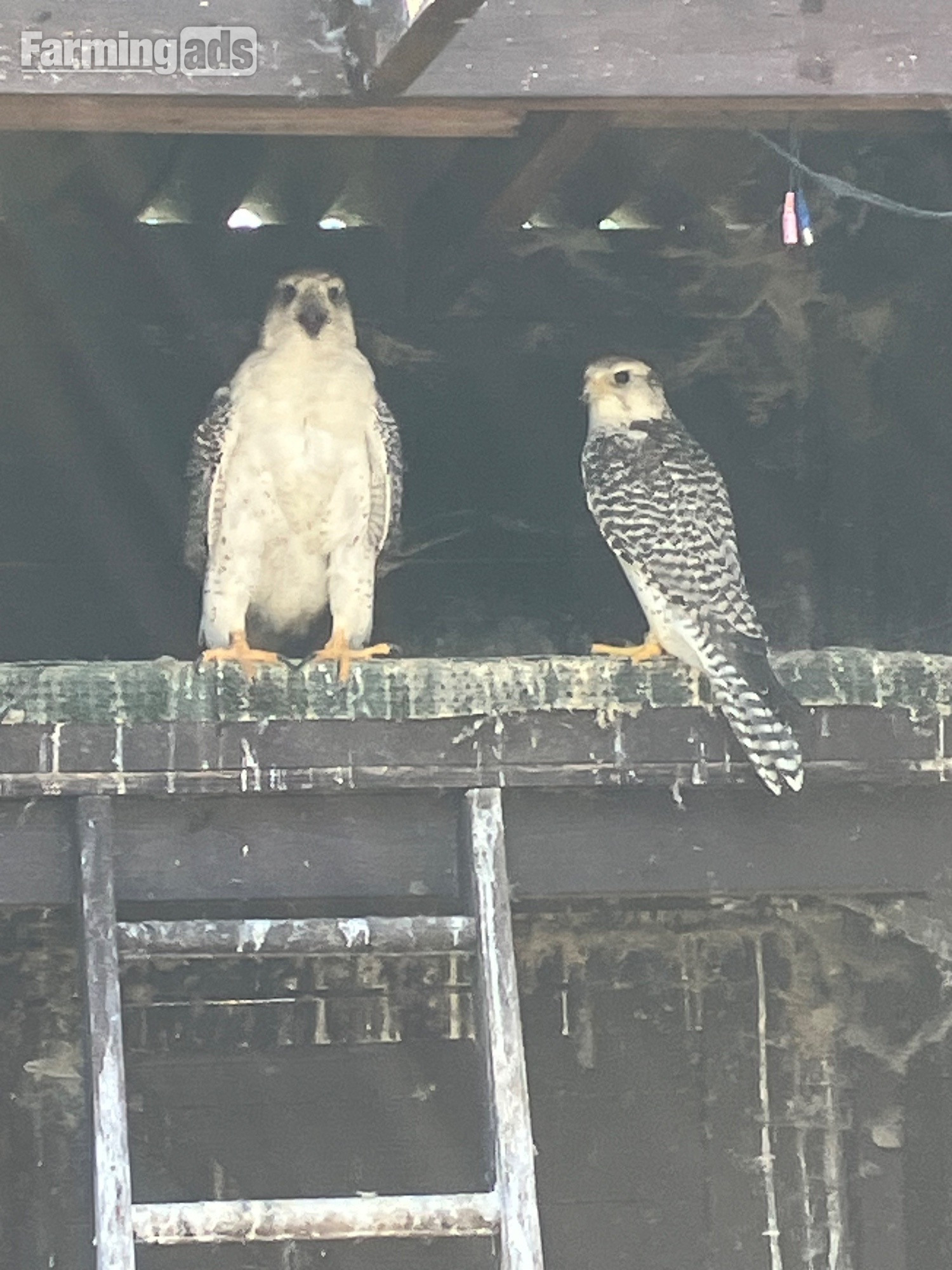{CATEGORY} - All birds going Gyr/ falcon