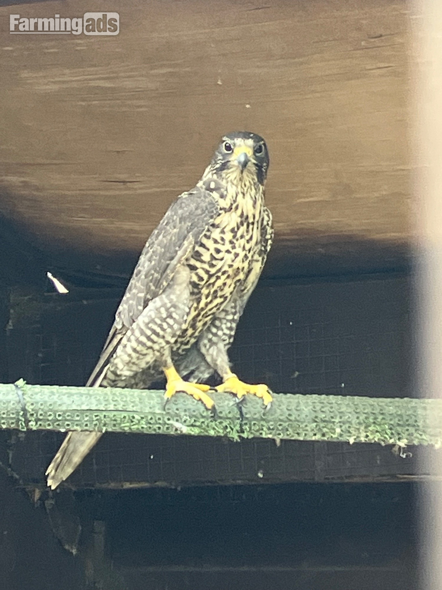 {CATEGORY} - All birds going Gyr/ falcon