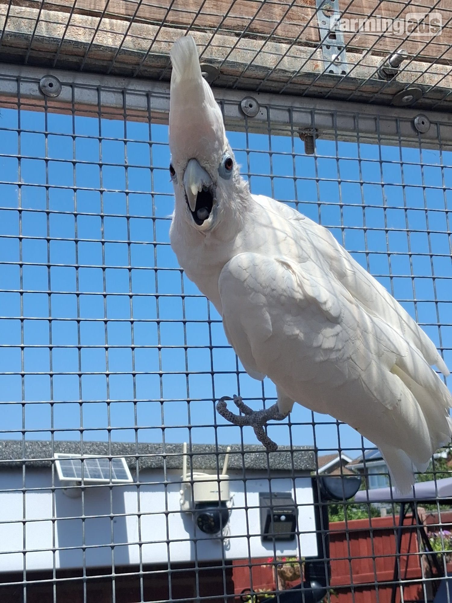 DuCorps Cockatoos Bonded Pair