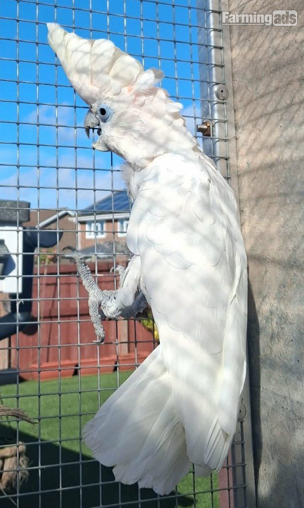 DuCorps Cockatoos Bonded Pair