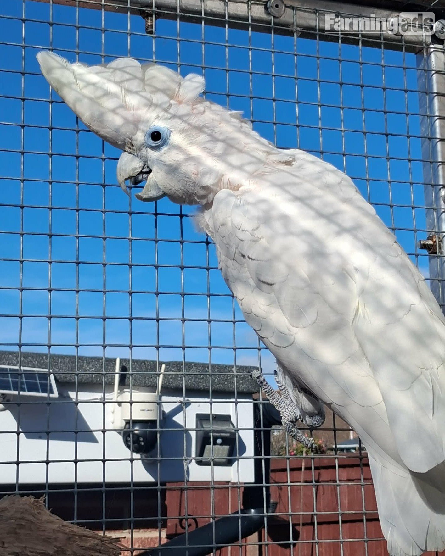  DuCorps Cockatoos Bonded Pair