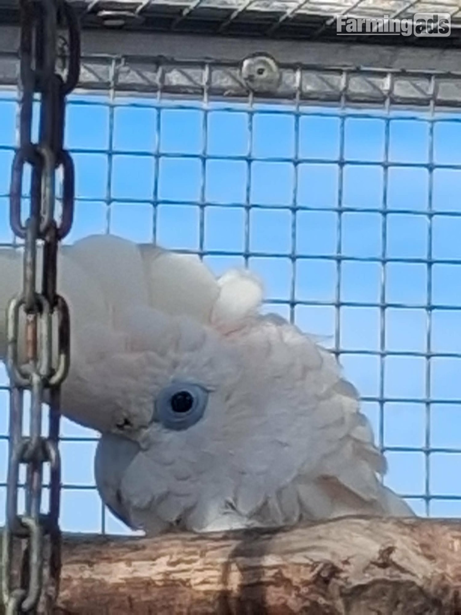DuCorps Cockatoos Bonded Pair - {CATEGORY}