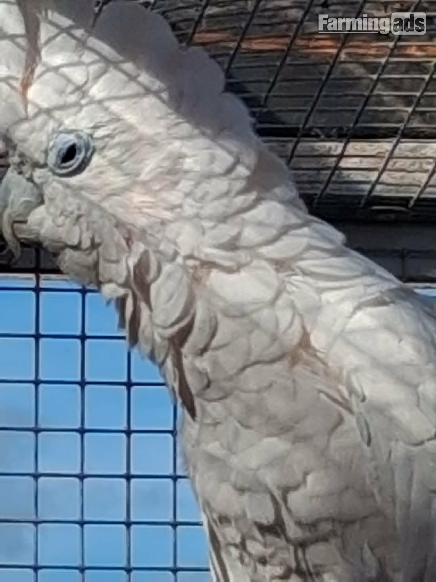 DuCorps Cockatoos Bonded Pair - {CATEGORY}
